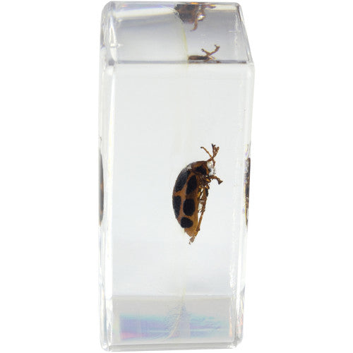 Kit de Muestras de Insectos Celestron 