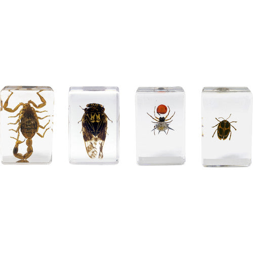 Kit de Muestras de Insectos Celestron 