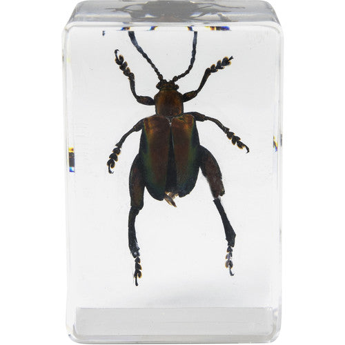 Kit de Muestras de Insectos Celestron 