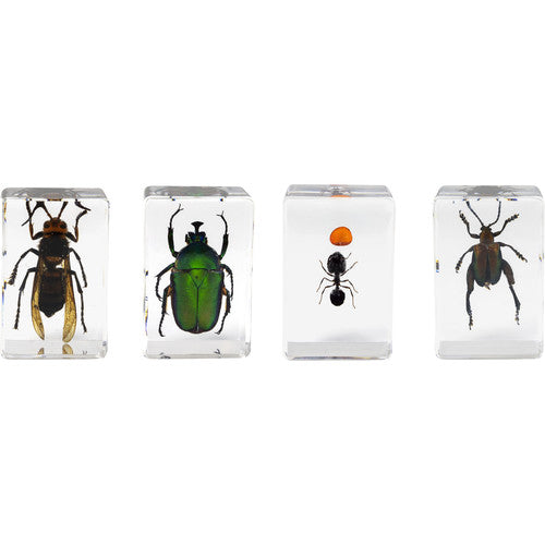 Kit de Muestras de Insectos Celestron 
